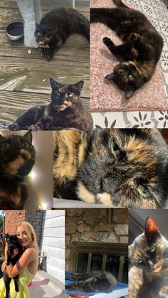 there are many different pictures of cats in this collage