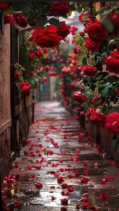 red roses are blooming on the side of an alleyway with water running down it