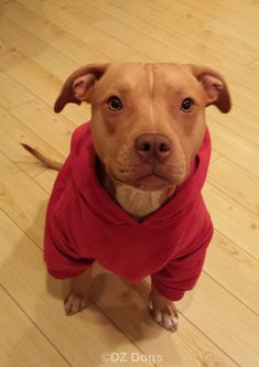 a brown dog wearing a red shirt on top of a wooden floor