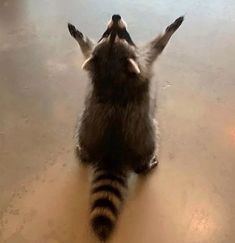 a raccoon is sitting on its back legs and looking up at the sky