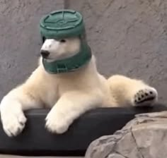 a polar bear wearing a green helmet and sitting on top of a black object in front of a stone wall