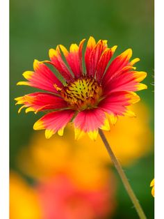 a red and yellow flower is in the foreground, with other flowers in the background