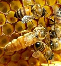 two bees on a honeycomb with another bee in the background looking at it's cell