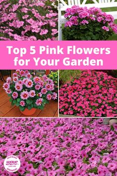 5 different pink flowers in gardens Pink Petunias, Pink Flower Garden, Plants With Pink Flowers, Hot Pink Flowers, Patio Planters, Flower Pots Outdoor, Pink Garden, Outdoor Flowers