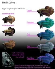 the different types of fish are shown in this diagram