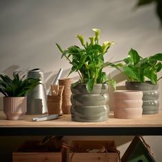 there are many potted plants on the shelf next to each other, including one plant