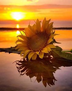 a large sunflower sitting on top of a body of water with the sun setting in the background