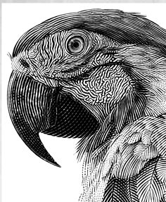 a black and white drawing of a bird's head with wavy lines on it