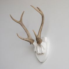 This faux antler wall mount is a perfect size and truly high-quality, attractive piece of art. Orren Ellis Color: White/Natural | Orren Ellis Faux Taxidermy Deer Antler Wall Décor 17.0 H x 10.0 W x 9.0 D in white / brown in White / Natural | 17" H X 10" W | Wayfair | Home Decor Deer Horns Decor, Norse House, Antlers Wall Decor, Deer Antler Wall Decor, Deer Antler Mount, Scottish Interiors, Antler Rack, Antler Wall Decor, Taxidermy Deer