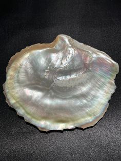 an oyster shell on a black background