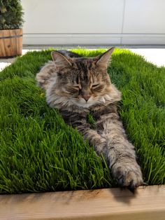 a cat is laying in the grass with his eyes closed and it's head resting on its paws