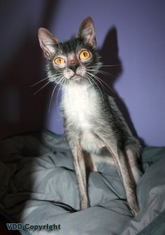 a black and white cat with yellow eyes sitting on a bed looking at the camera