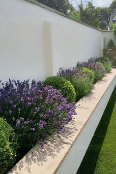 a long white wall with purple flowers in the middle and green grass on both sides