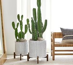 two potted cactus plants sitting next to each other in front of a mirror on the floor