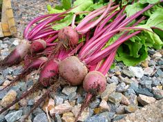 beets and lettuce are laying on the ground next to some rocks with green leaves