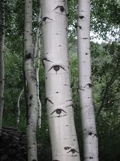 the trunks of several trees with eyes drawn on them