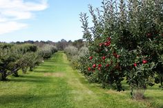 an apple orchard with rows of trees and green grass