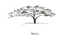 a black and white drawing of a tree