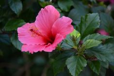 a pink flower with green leaves around it