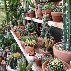 many different kinds of cactus in pots on shelves