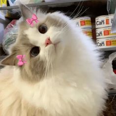 a white cat with pink bows on its head sitting in a store shelf looking at the camera