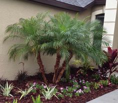 a palm tree in front of a house with purple flowers and plants growing around it