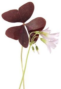 two purple flowers are in a vase on a white background