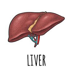 a drawing of the liver and its corresponding parts are shown in this graphic style, with the words liver above it