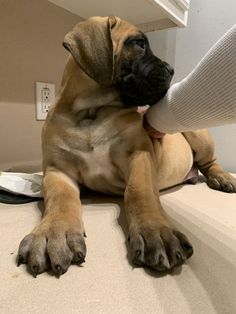 a brown dog laying on top of a counter next to a person's leg