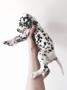 a hand holding a small black and white puppy in it's right arm,