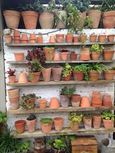 many potted plants are arranged on shelves