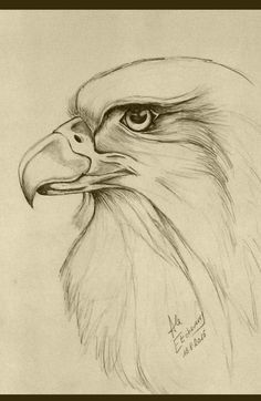 a pencil drawing of an eagle's head