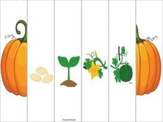 the stages of growing pumpkins from seed to plant in four stages, with different stages