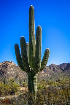 a large cactus in the desert with mountains in the background