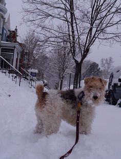 a small dog is standing in the snow with a leash on it's neck