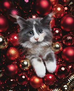 a grey and white kitten surrounded by christmas ornaments