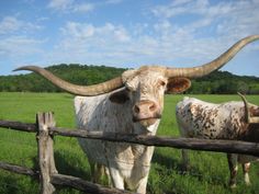 two long horn cows standing in the grass behind a fence