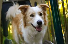 a brown and white dog standing on top of a slide