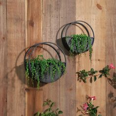 two circular metal planters with plants growing on them against a wooden wall, one is holding pink flowers and the other has green foliage