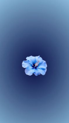 a blue flower floating in the air on top of a blue background with no clouds