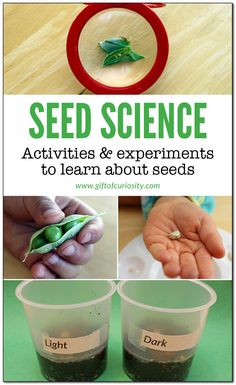 seed science activities and experiments to learn about seeds