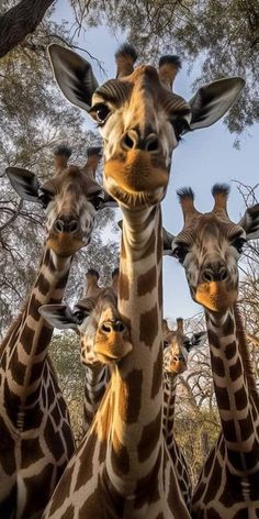 a group of giraffes standing next to each other in front of trees