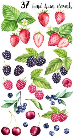 an illustration of berries and leaves with the words,'37 hand drawn elements '