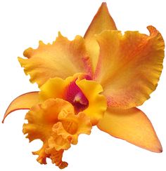 an orange and yellow flower on a white background