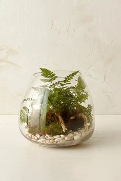 a glass vase filled with plants and rocks