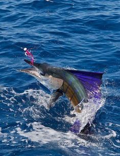 a marlin fish is jumping out of the water