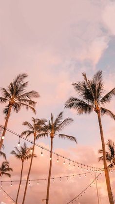 palm trees and string lights against a pink sky