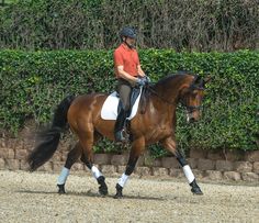 a woman riding on the back of a brown horse in front of a lush green hedge