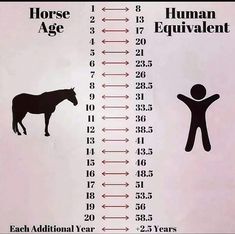 the horse age chart is shown with an image of a person standing next to a horse