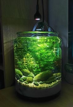 a fish tank filled with green plants and rocks on top of a wooden table next to a computer